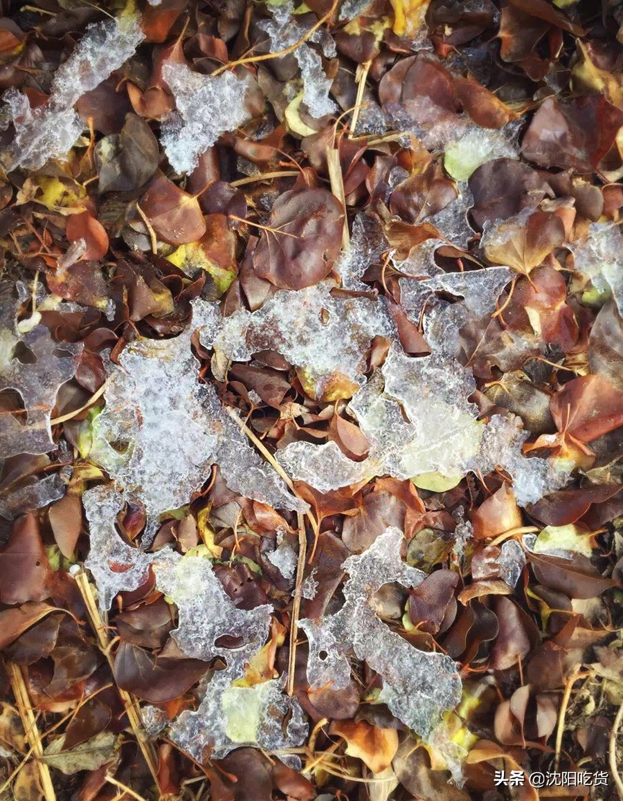 新冠大魔王还没打败，五一可别乱跑，咱就来个沈阳周边野餐郊游吧