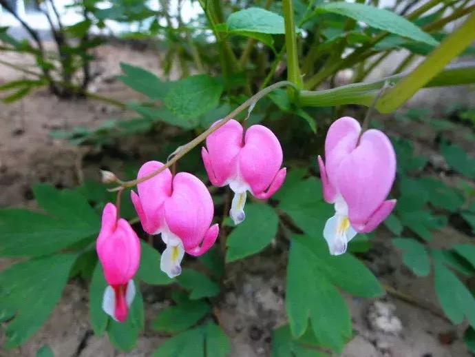 100种百花图谱大全,好书推荐快来领取你的宝藏书单