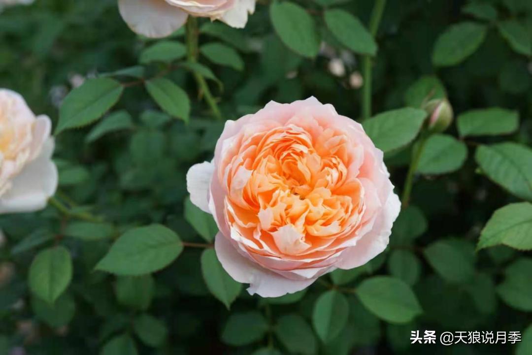 优雅女士月季花,奇葩月季品种图片