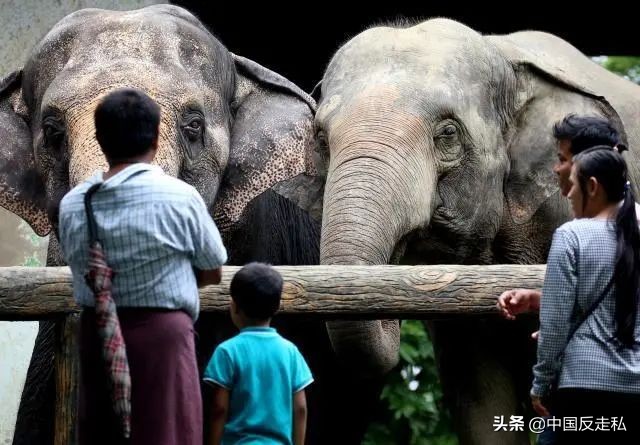 大象象牙没了影响大象生命吗,带有象牙的大象灭绝了吗