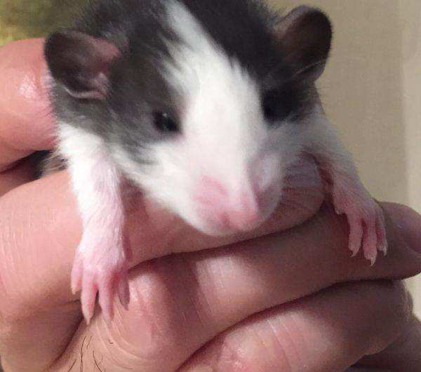 耐养便宜的小宠物有哪些,耐养便宜冷门小宠物