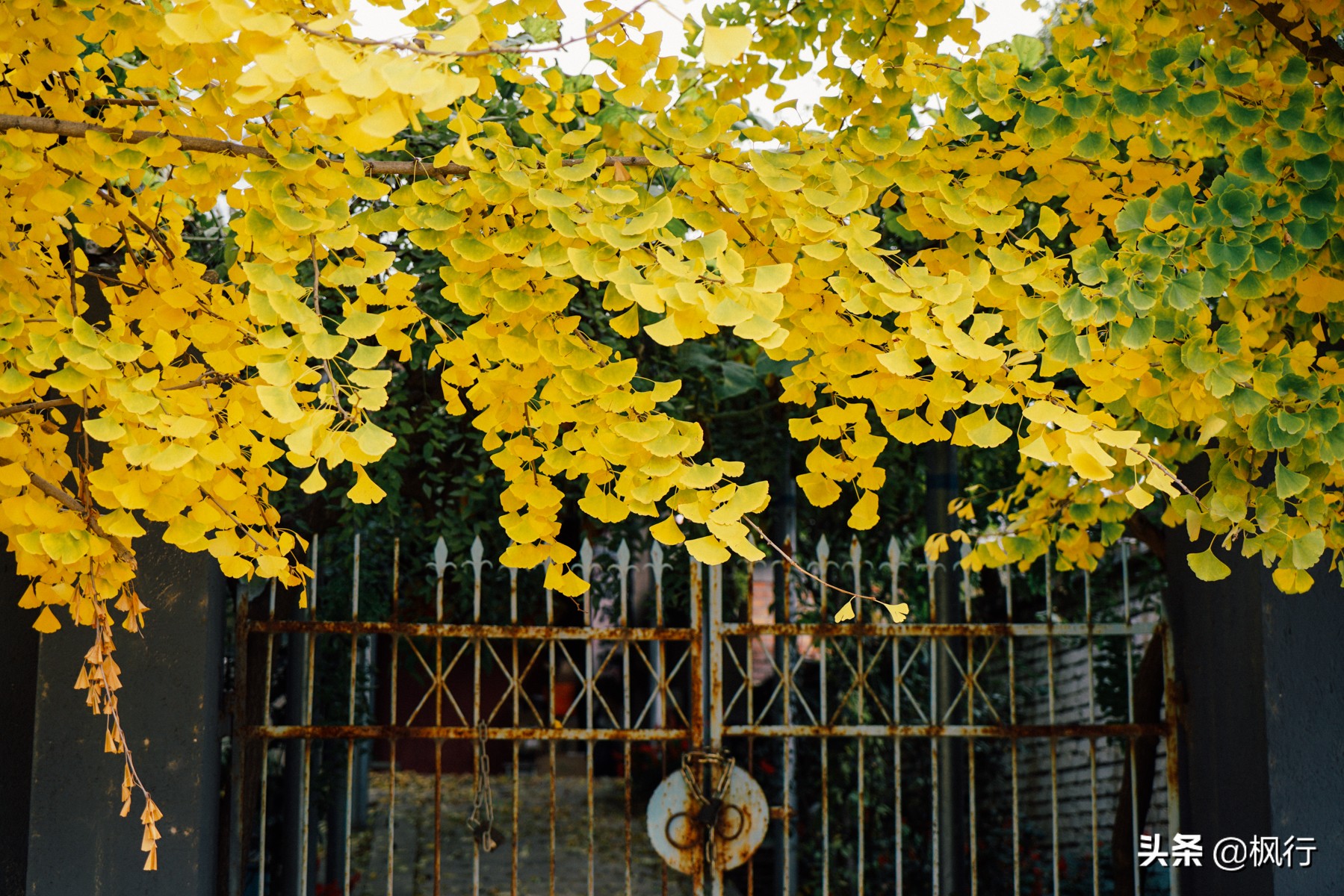 北京18个看银杏的好地方在哪,北京八大处看银杏攻略