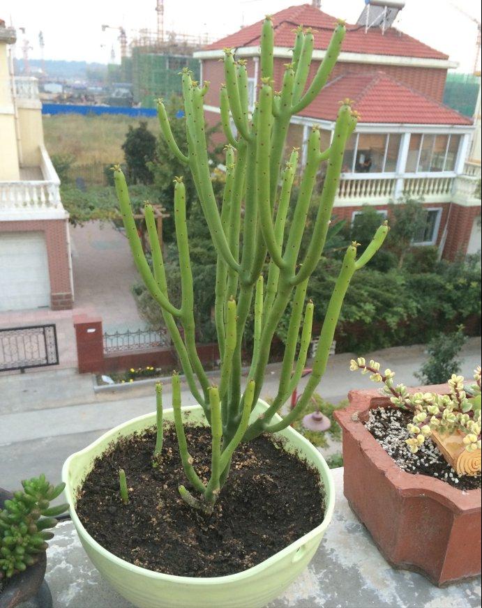 十种毒花不能养,十种大毒花家里经常养