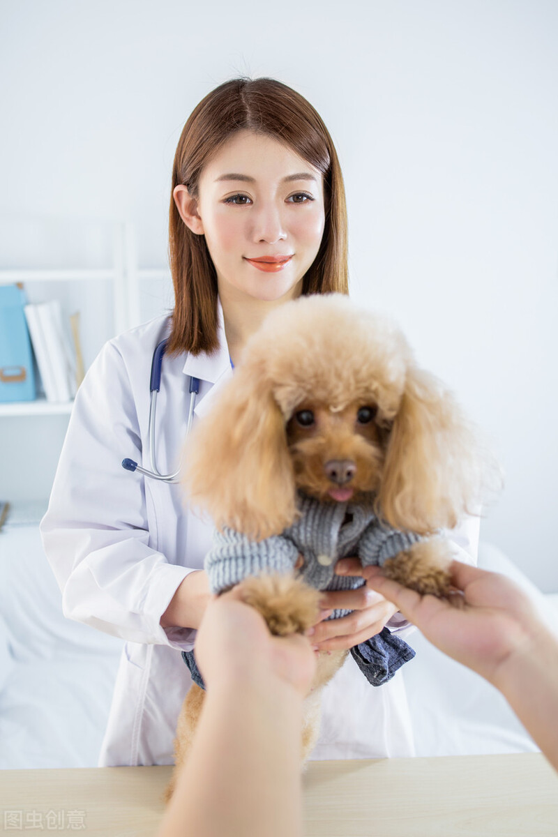 蜱虫有什么存在的意义,犬蜱虫病症状及治疗方法