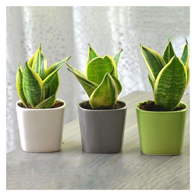 虎皮兰矮一点的,虎皮兰最好看品种