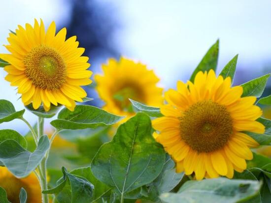 向日葵修剪盆栽,向日葵修剪水培