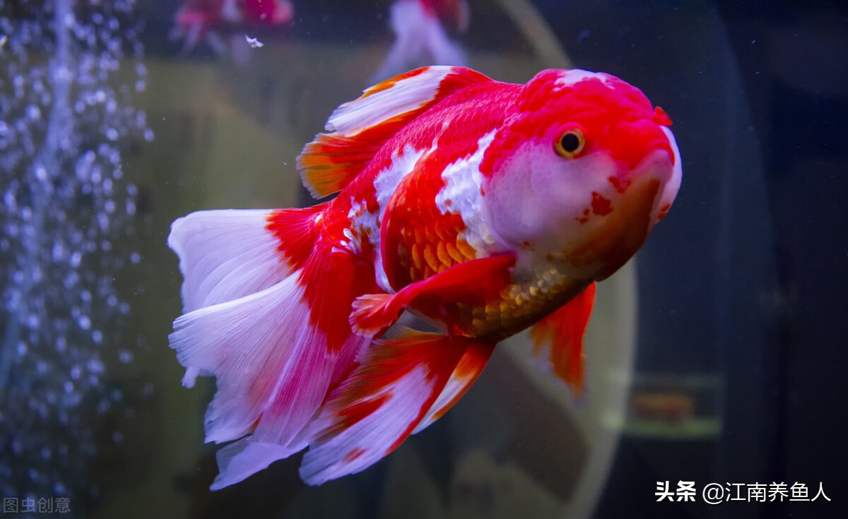 观赏鱼得了白点病为什么总趴缸,观赏鱼趴底怎么治