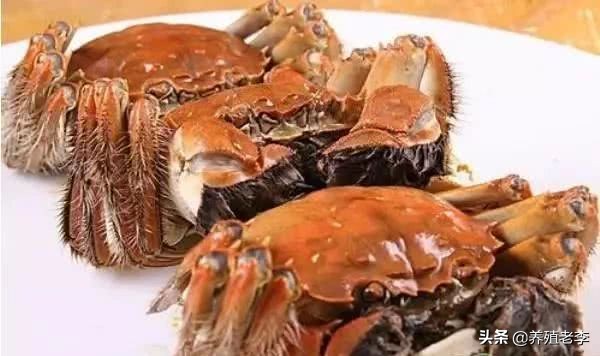 河蟹的病害和治疗方法,河蟹几大病害