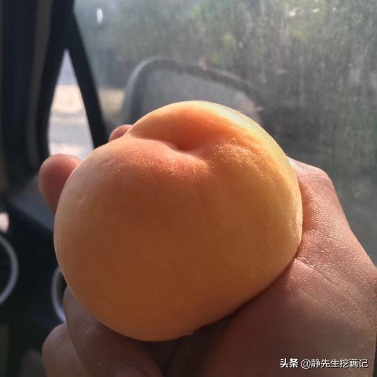 买的黄桃是黄的是假的吗,你买过假的果树吗