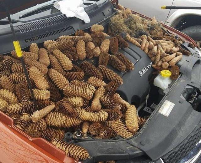 发动机舱有老鼠脚印有什么办法,发动机舱有老鼠怎么办清洗多少钱