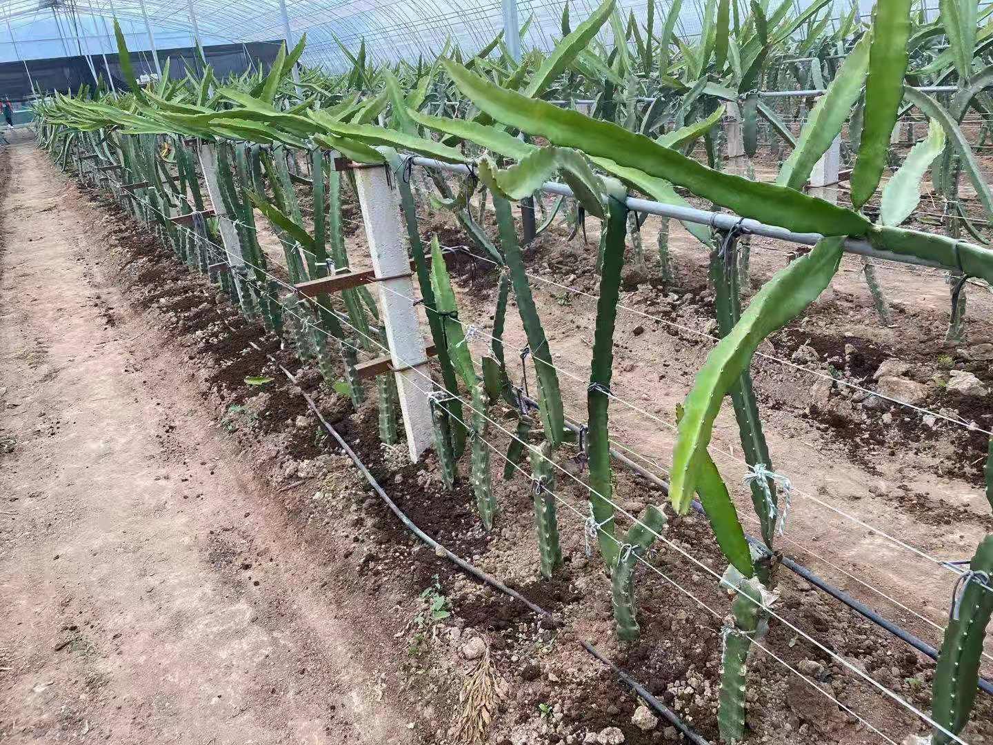 青皮红肉火龙果开花是怎么样,杨凌青皮花园火龙果基地