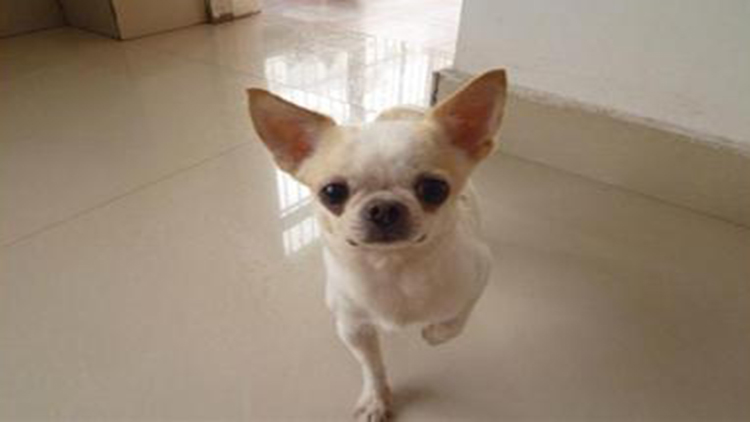 吉娃娃固定神器,吉娃娃正确玩法视频