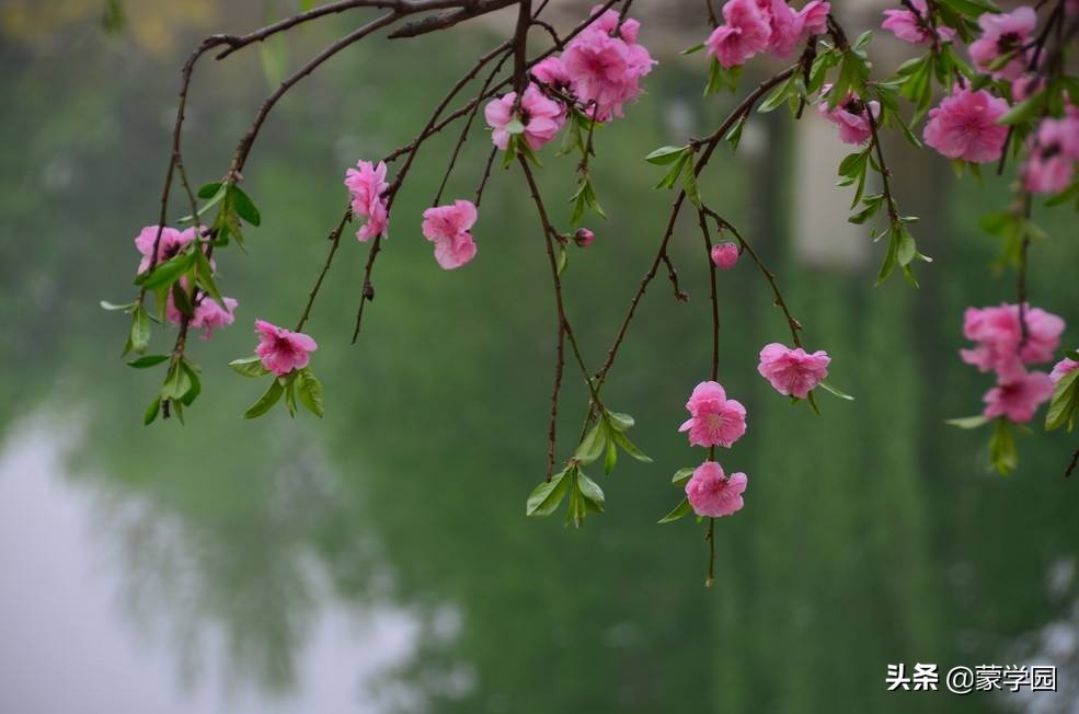 一月到十二月开什么花的诗,关于12个月份花的诗