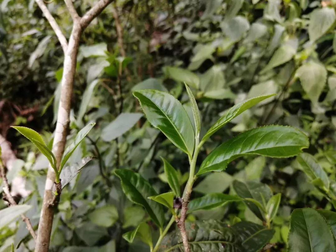 谁才是真正的皇家贡茶,皇家贡茶有多厉害