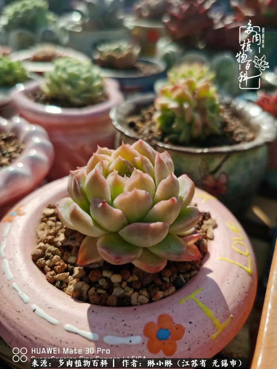 又到多肉变美时，一切都鼓励我积极向前