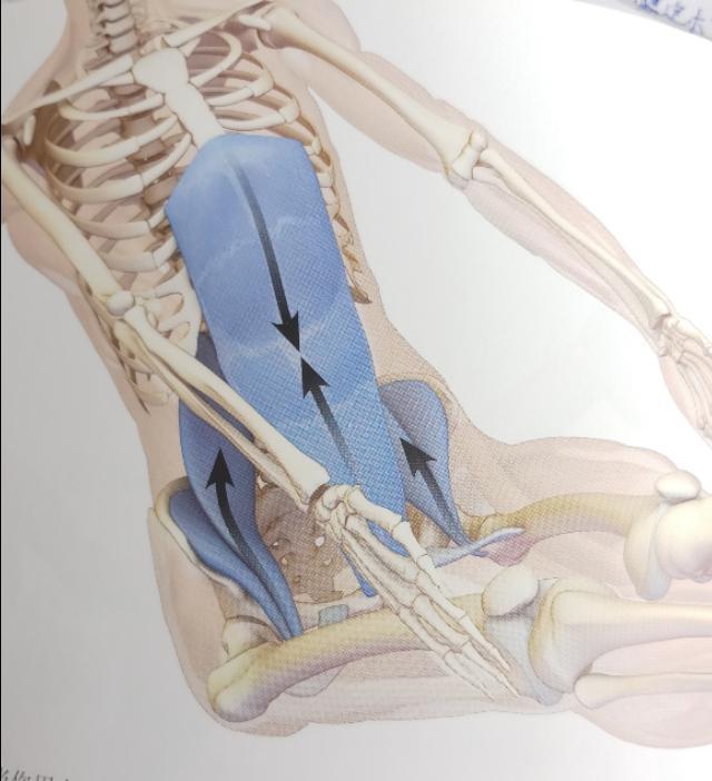 不懂健身动作练到的肌肉,锻炼髂腰肌最有效方法图解
