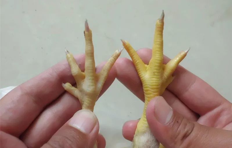 如何早期发现腺胃炎,和治疗治疗最佳方案