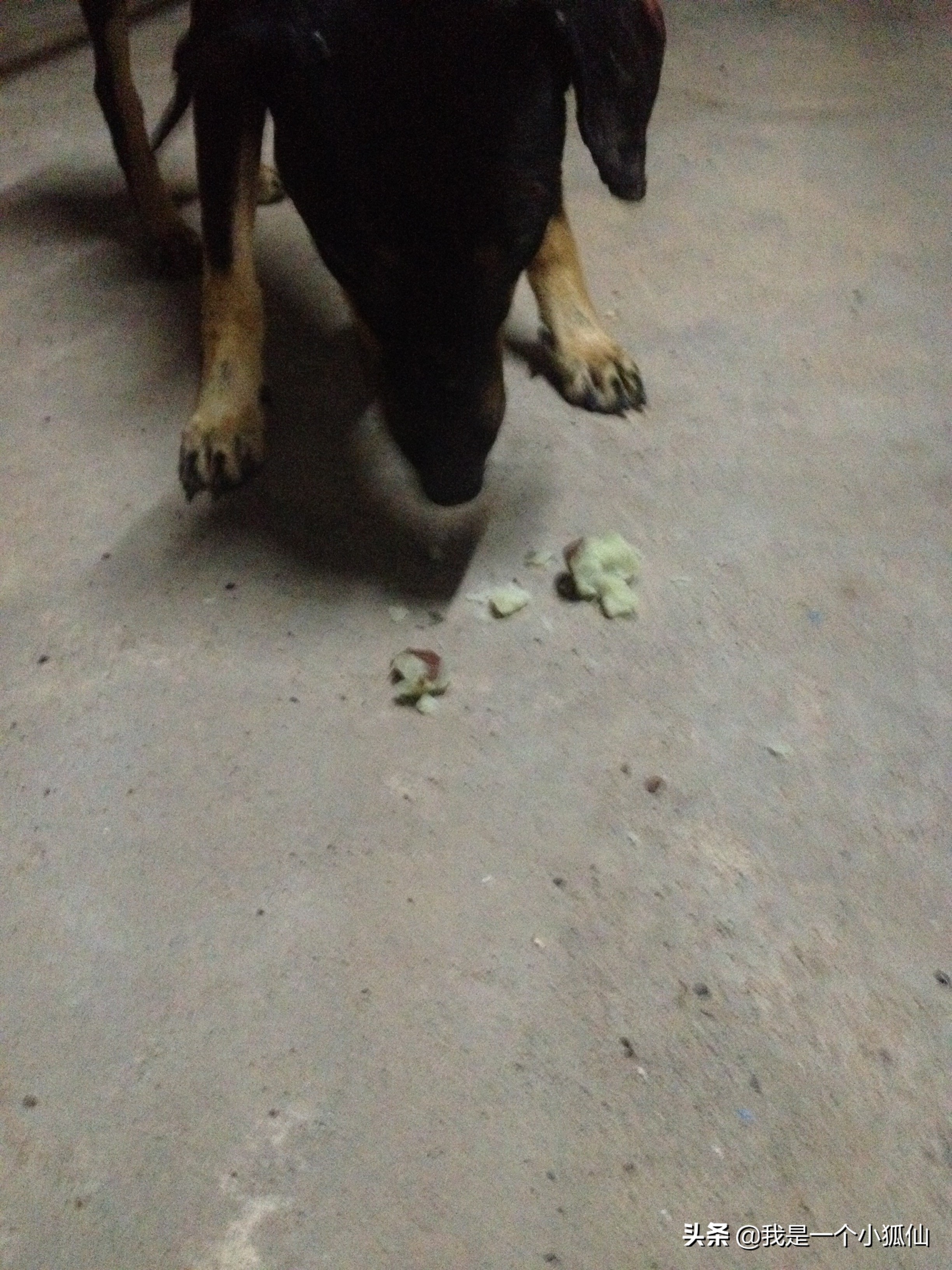 在安哥拉买了几块黑人种的山药,不好吃,我吃一半给狗吃了一半