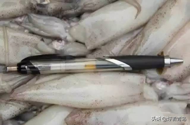 鱿鱼笔管和墨鱼区别,章鱼墨鱼鱿鱼笔管区别