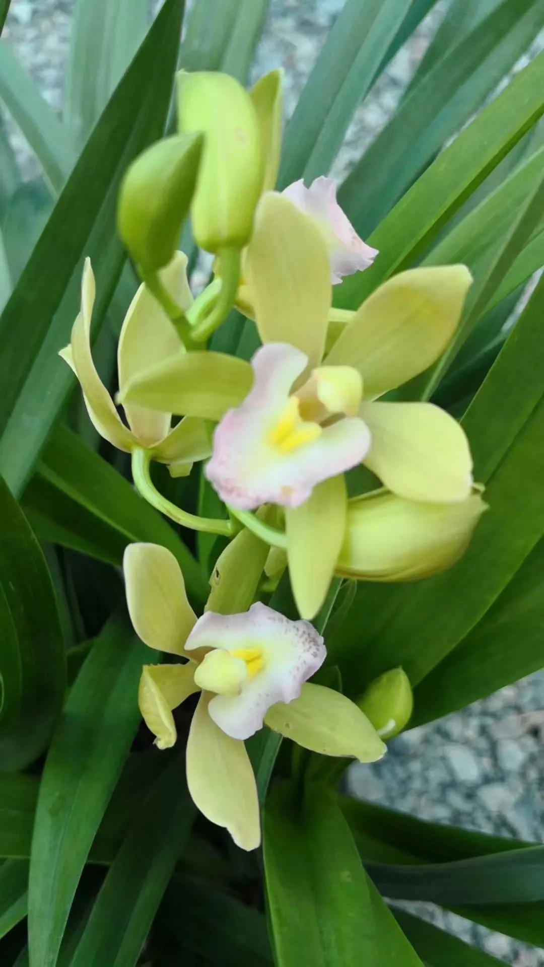 沈阳大东北花卉批发市场地址,沈阳大北花卉市场