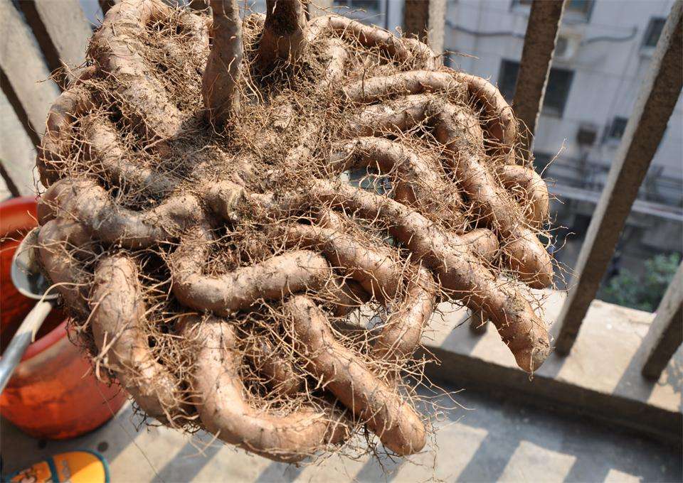 阳台花盆种蔬菜能浇黄豆水吗,在家里用花盆种植山药