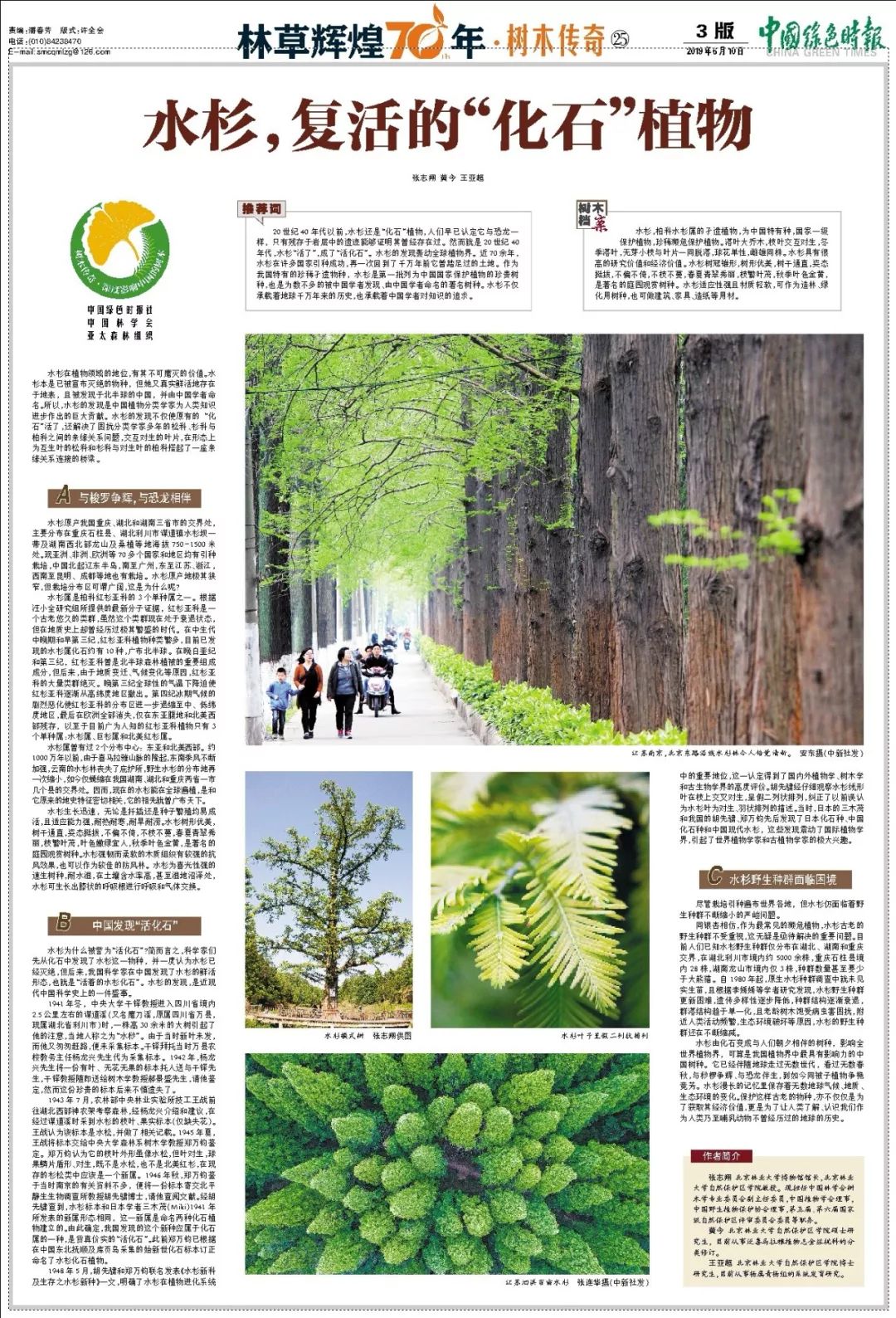 银杏水杉的化石图片,挺拔的水杉