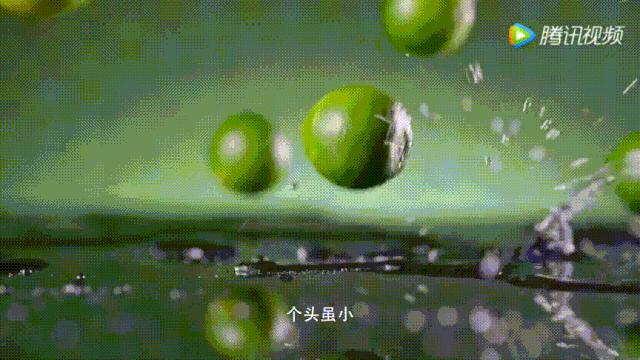 明星投毒吓人事件,深夜放毒招人恨的视频