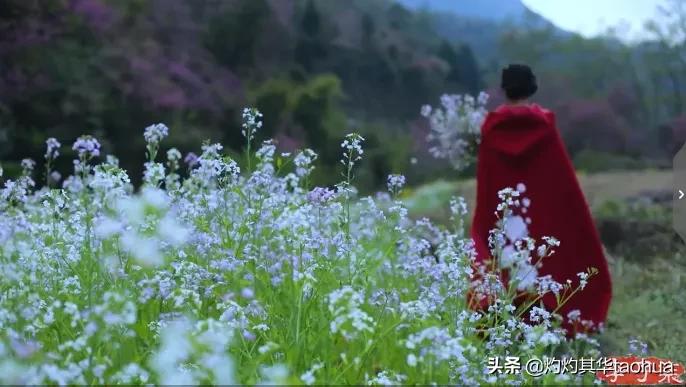 李子柒又出新视频,火爆国内外的网红李子柒