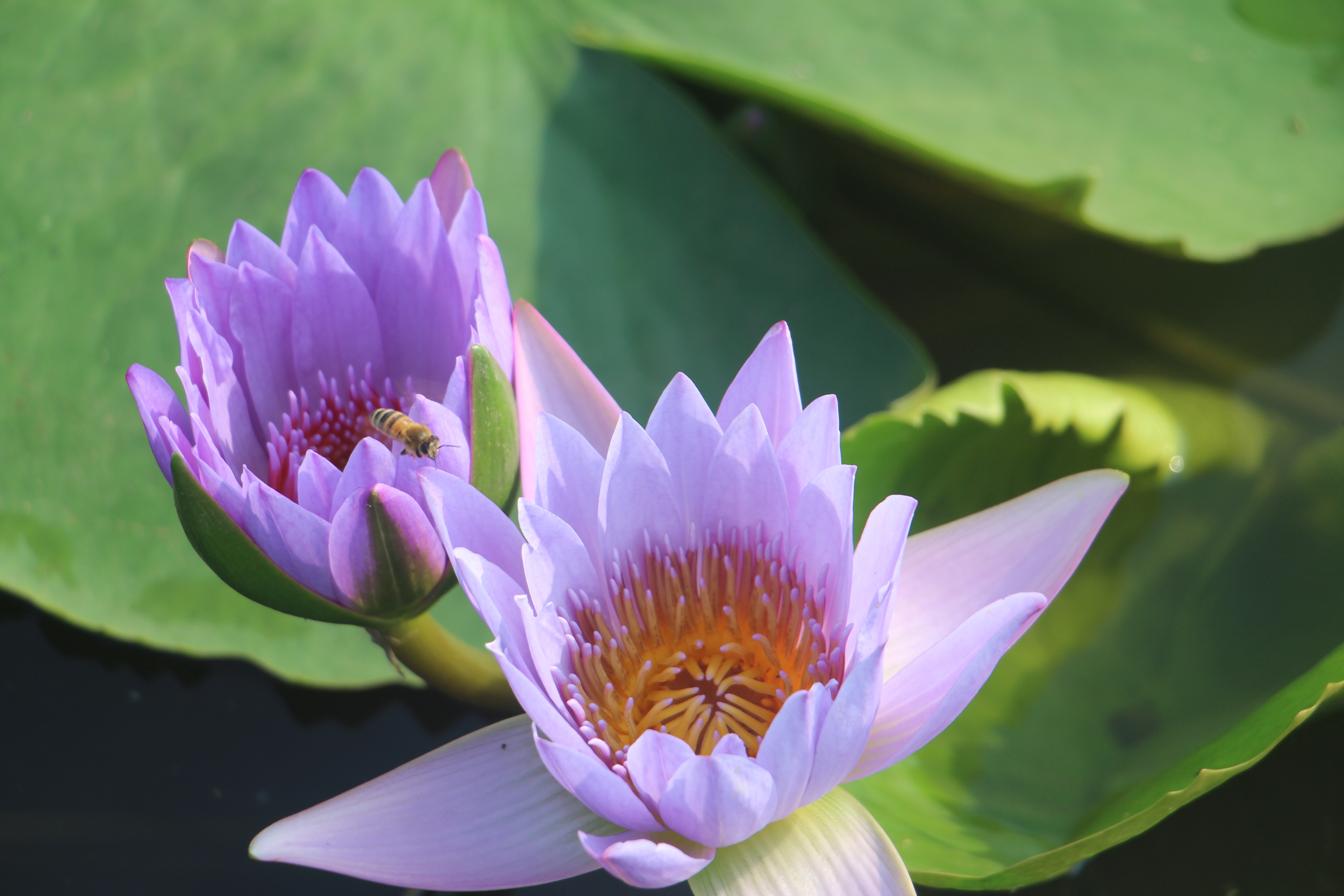 广西武宣县二塘石耇村：睡莲花开，扮靓乡村