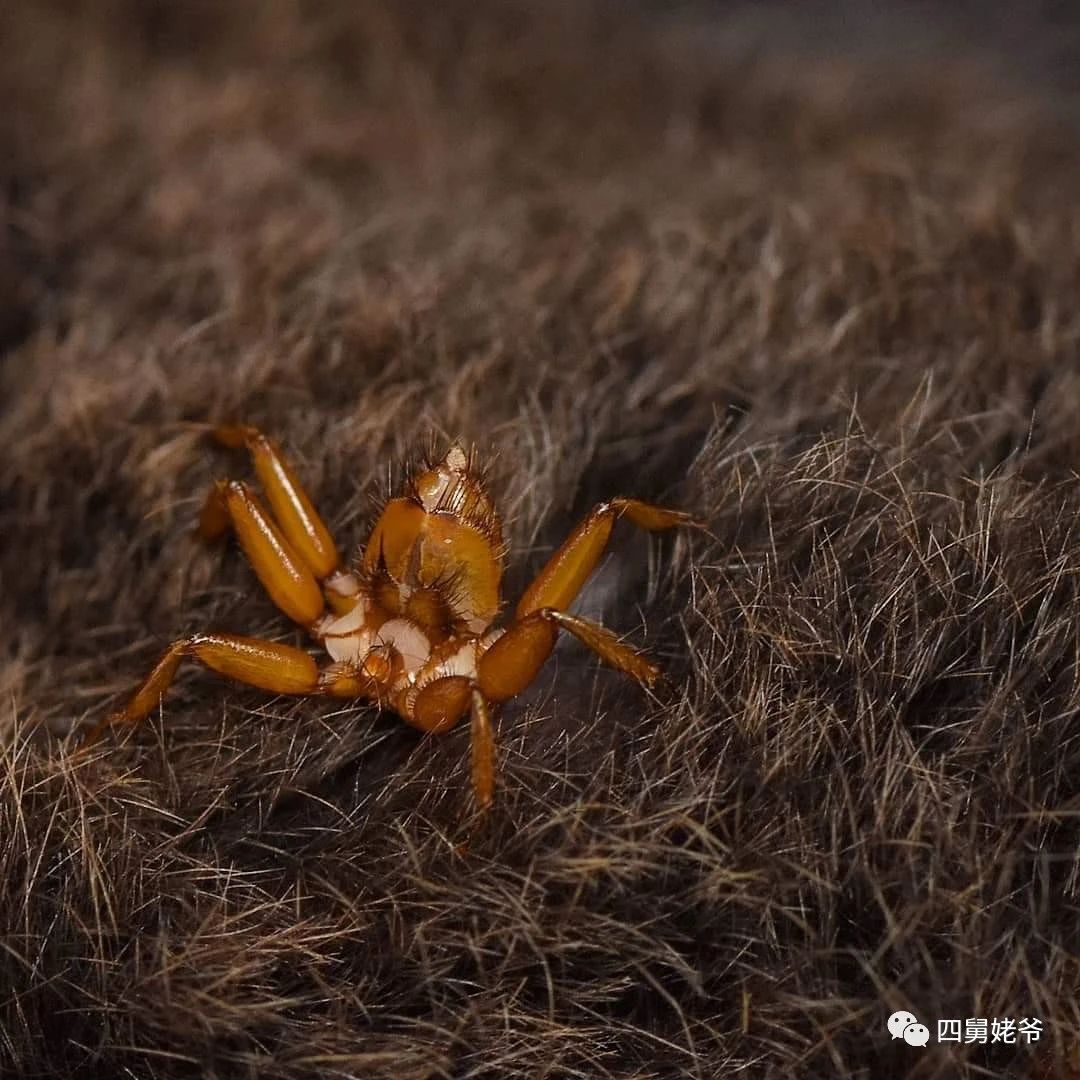 蛛蝇NycteribiaStylidiopsis