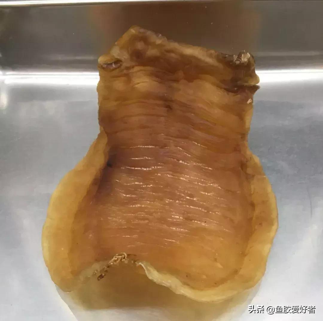 五大顶级鱼胶赤嘴鳘鱼胶,五大赤嘴鱼胶