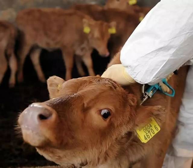 养牛发酵车间工作流程,牛身上的发酵车间