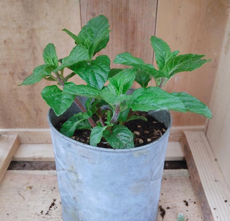 香草花园（1）|享受采摘薄荷和使用新鲜香草来调味乐趣