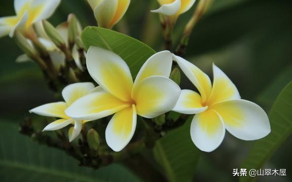 洛阳市欧亚国际学院,洛阳欧亚国际学校靠谱吗