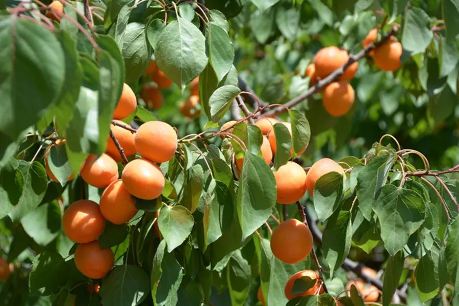 杏子熟了好吃又爽口,周末去近郊景盛源消暑摘杏