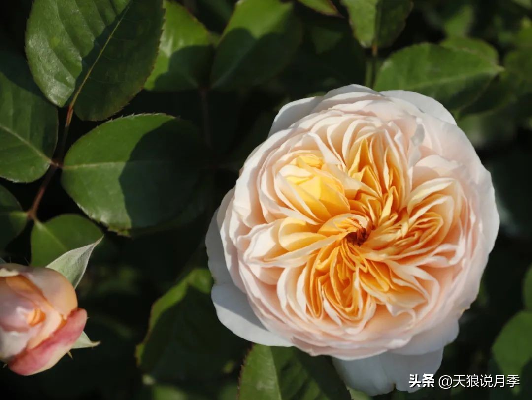 优雅女士月季花,奇葩月季品种图片