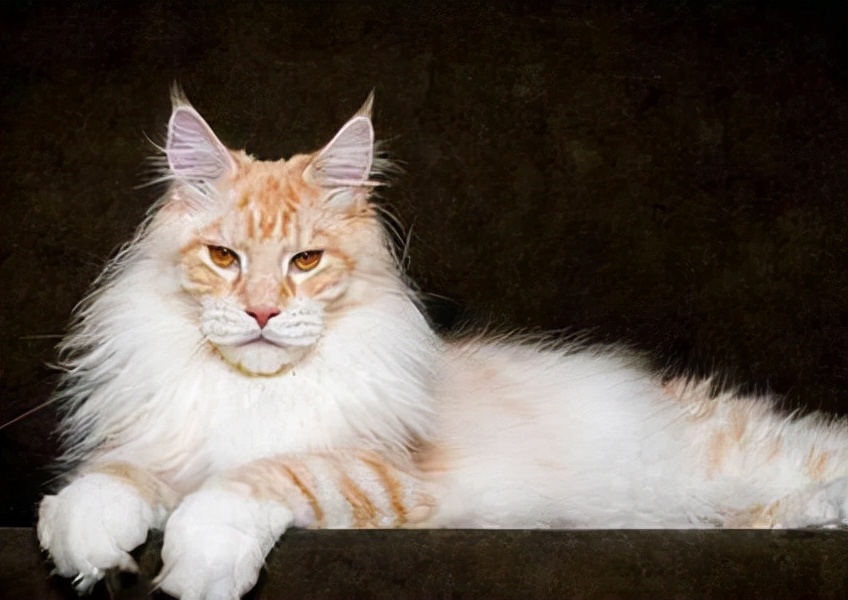 缅因猫都很温柔么,缅因猫优点和缺点分析