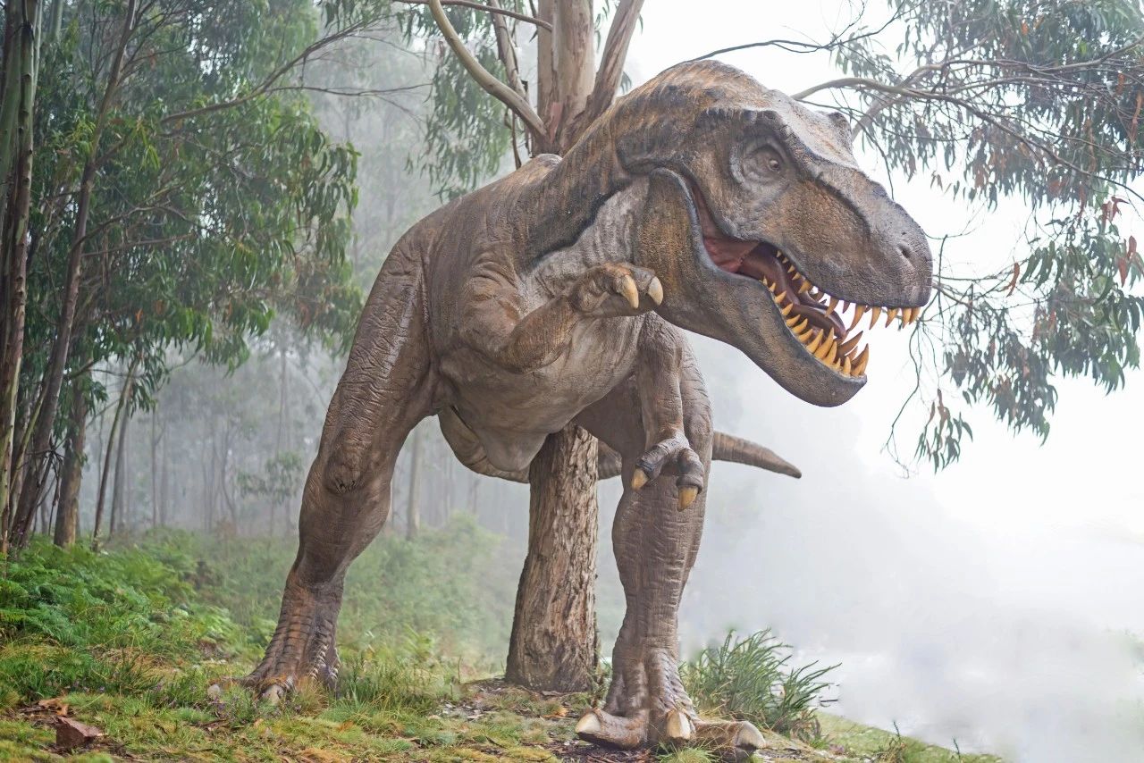 淡水河一霸!什么才算猪鼻龟的完美生活?