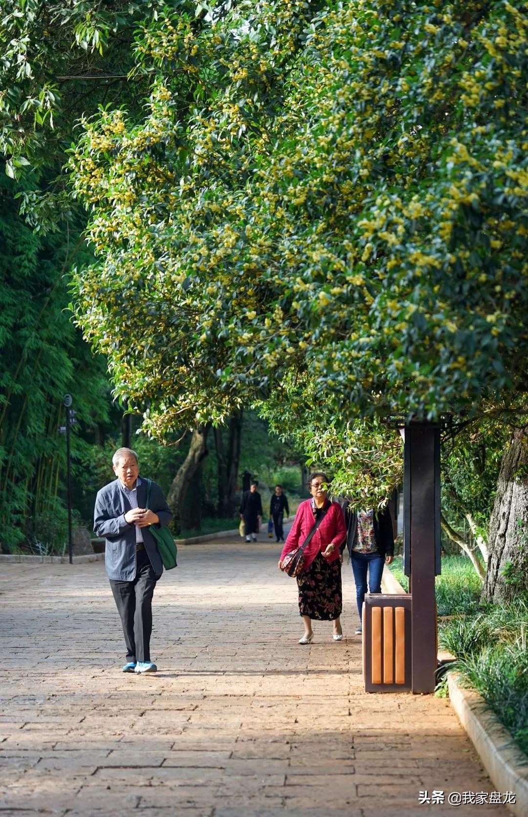 在盘龙的桂花香里，亲吻这个秋天|黑龙潭公园美图大赏