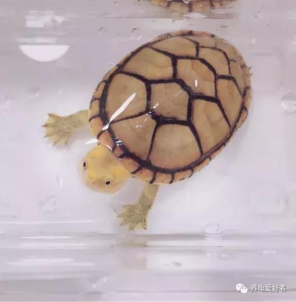 小龟冬眠前多久清肠,龟冬眠清肠的温度是多少