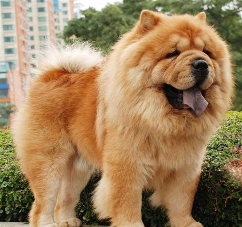 松狮犬是短鼻犬吗,微笑之狗