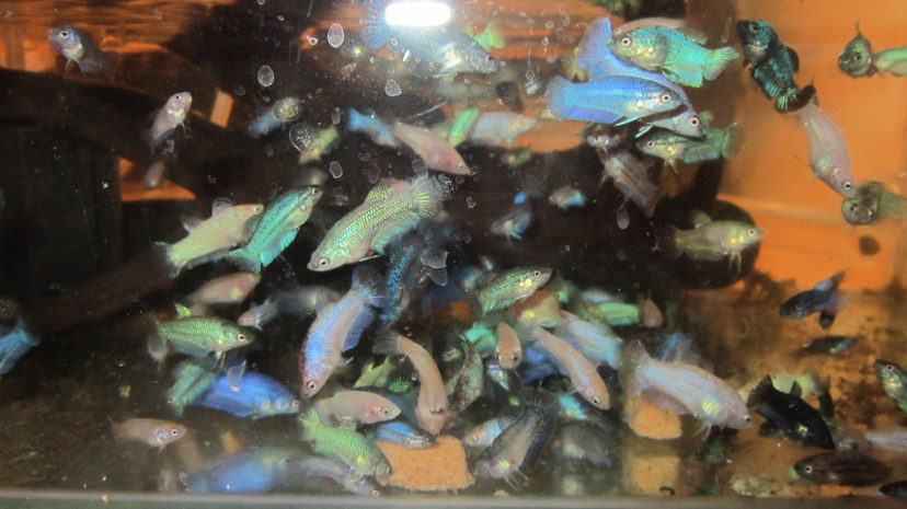 鍥芥枟绻佹畺娉版枟,娉版枟鍏瘝绻佹畺