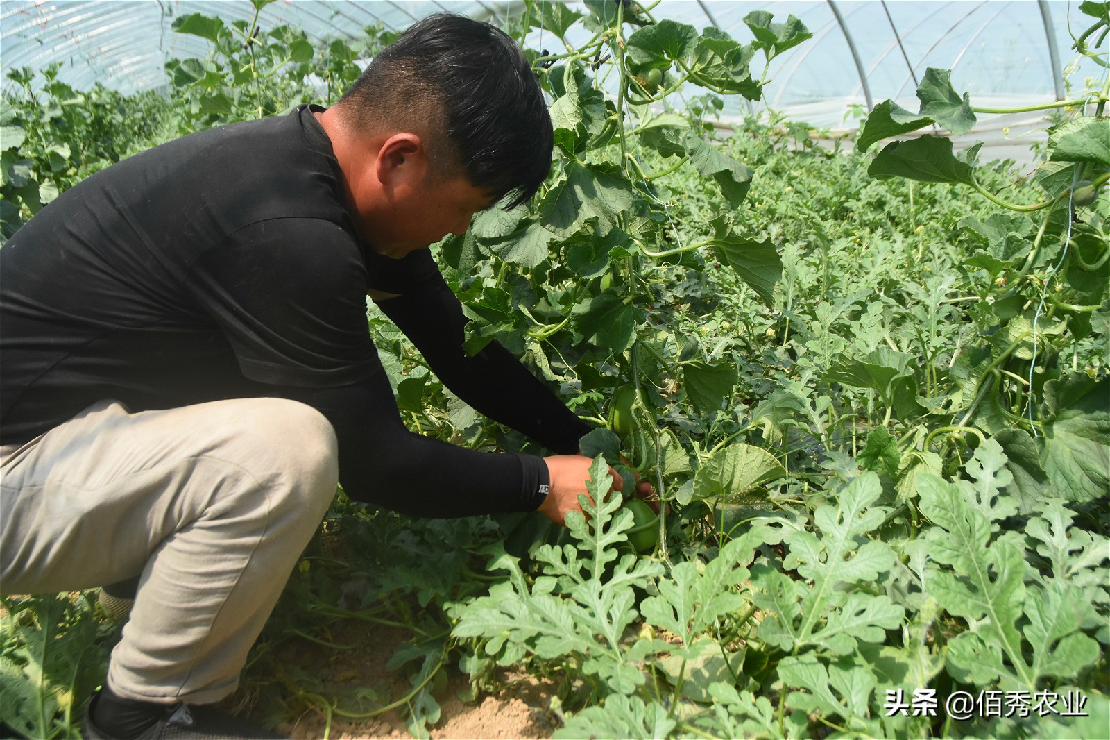 黄皮西瓜种植效益,反季节种植西瓜一亩收入