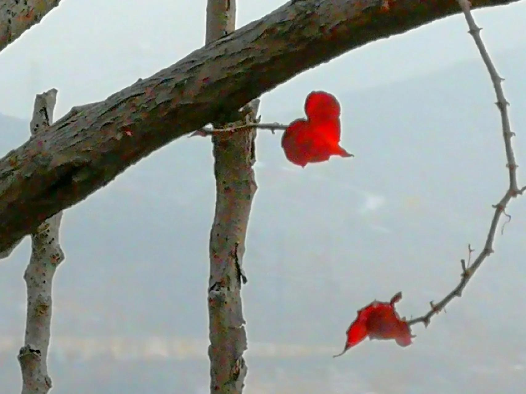 散文北方,北方冬天散文