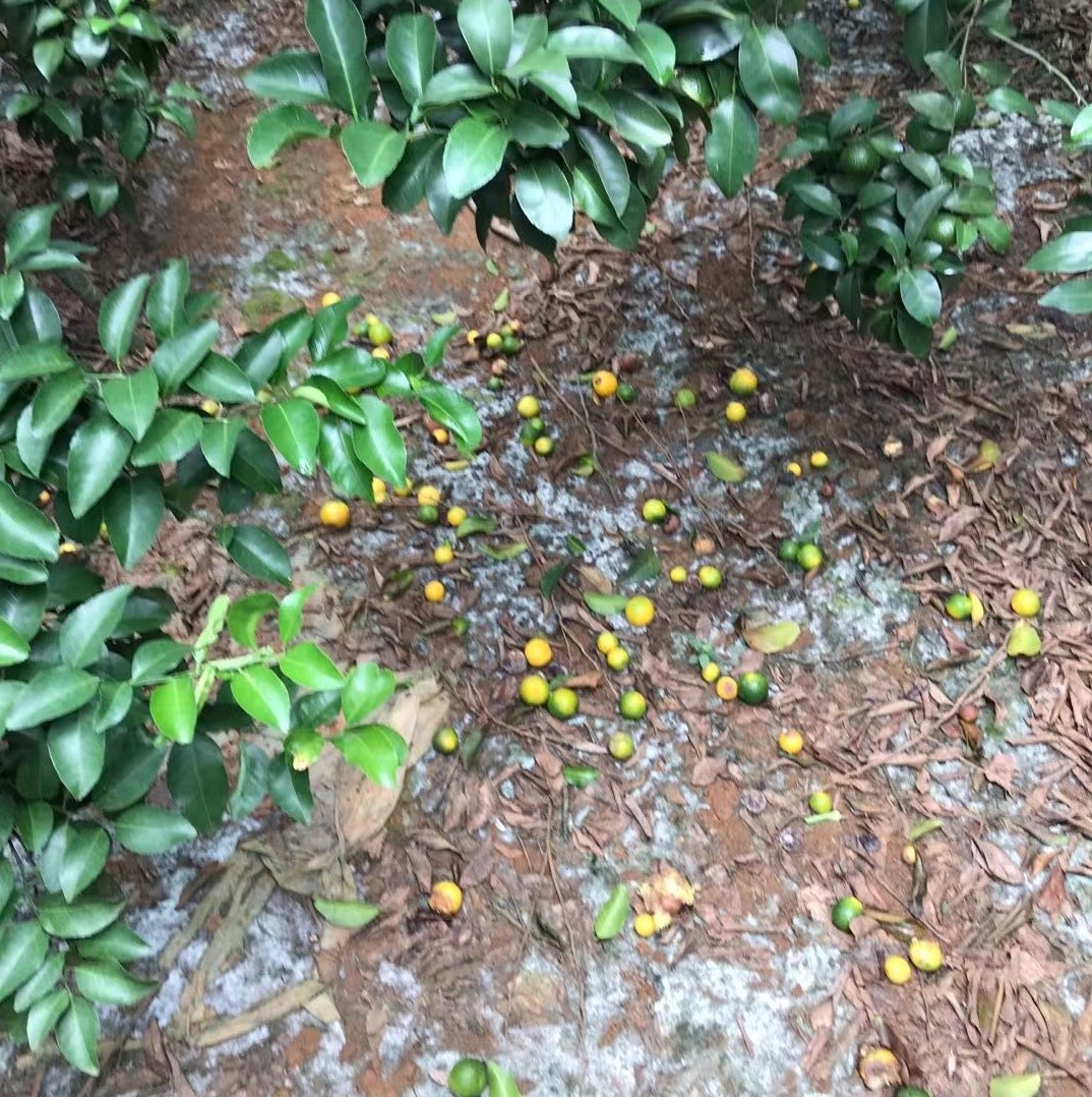 柑橘幼果落果严重是什么原因,柑橘落果急性炭疽病该用什么农药