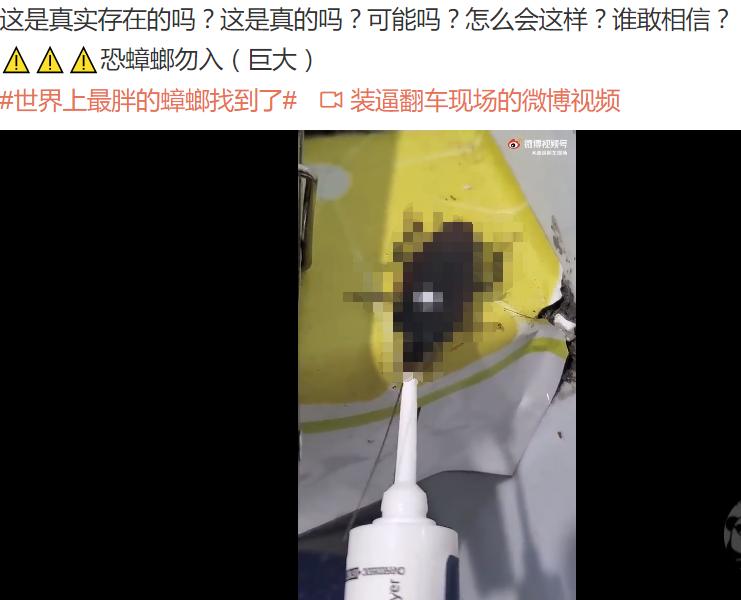 巨型蟑螂南方大蟑螂,广东巨型蟑螂和北方蟑螂对话