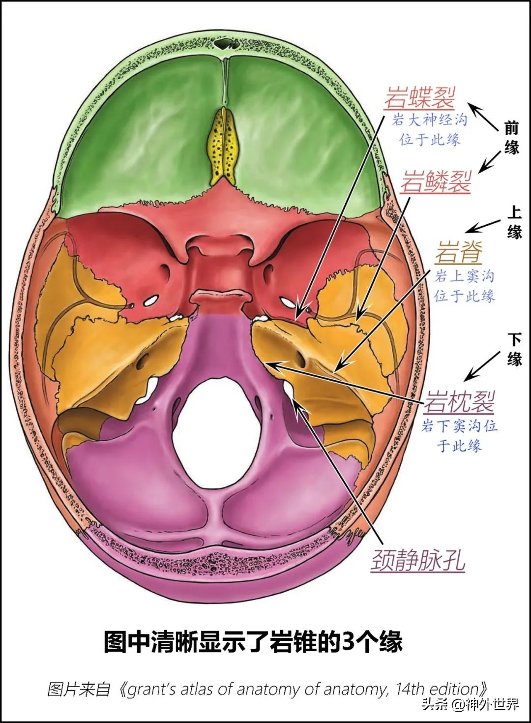 颞骨解剖,颞肌解剖讲解