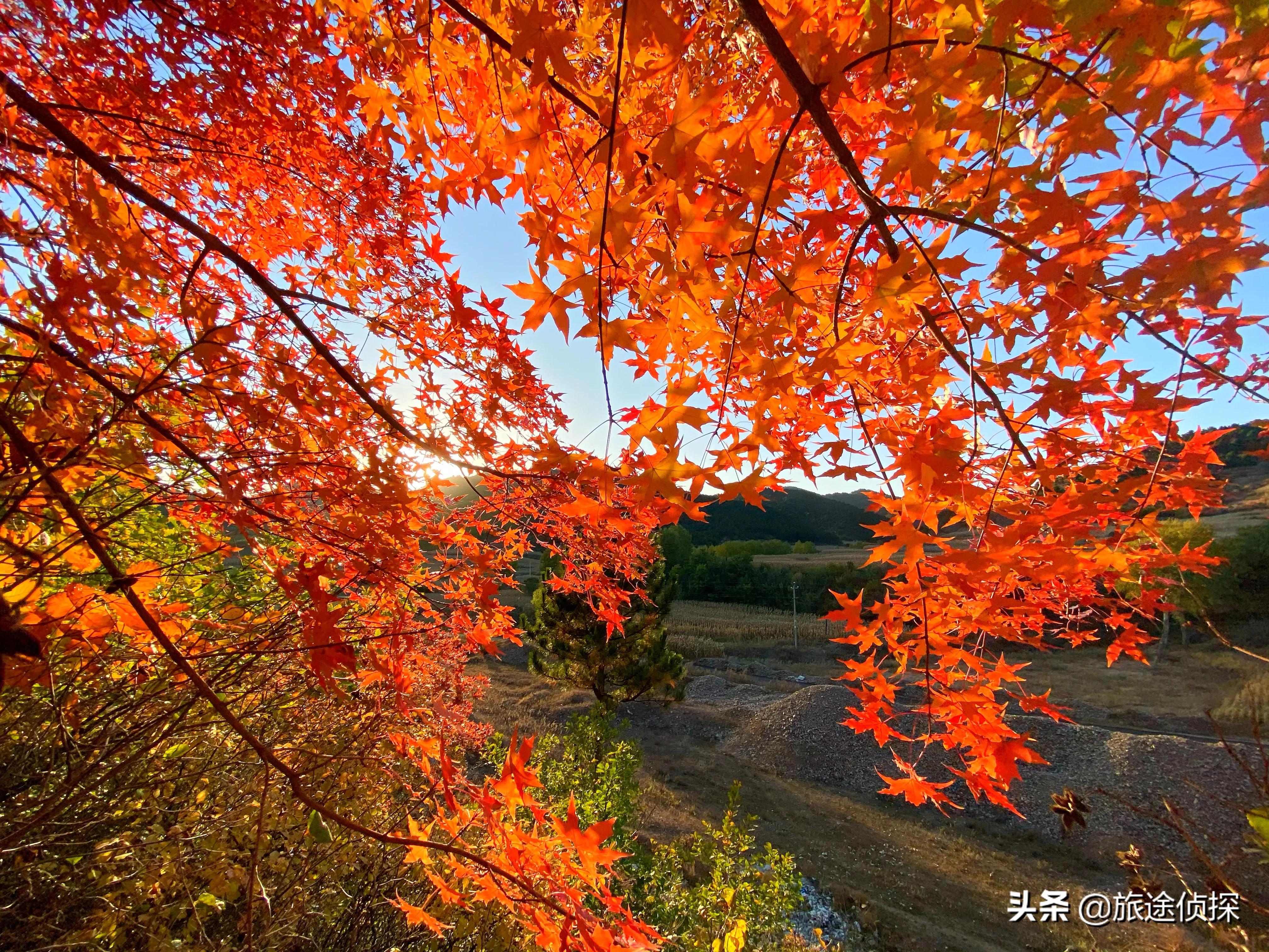 秋天北京周边值得去的地方,北京秋天最美的免费地方
