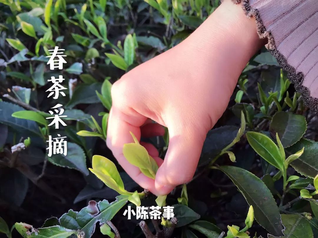 买茶叶怎么确保是新茶 (网上买的新茶能放多久)