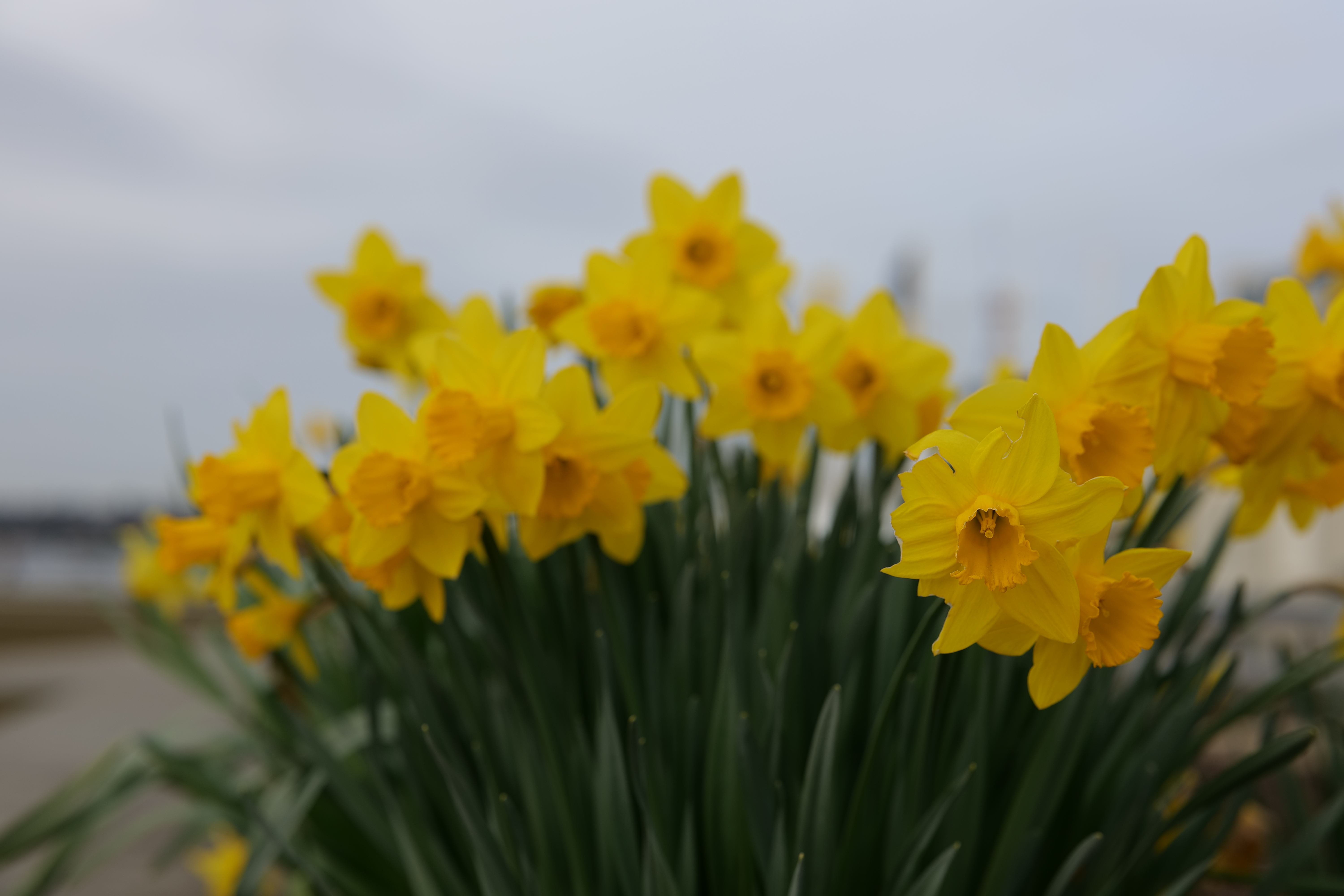松下50mmf1.8镜头紫边测试,松下42.5f1.7镜头测评
